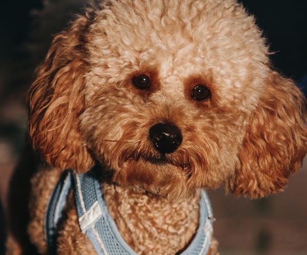 Poodle with a curly coat
